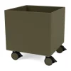 Colour Box I – S6161, Oregano