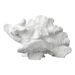 Coral fan, White