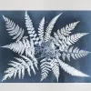 Fern star poster, 40x50 cm