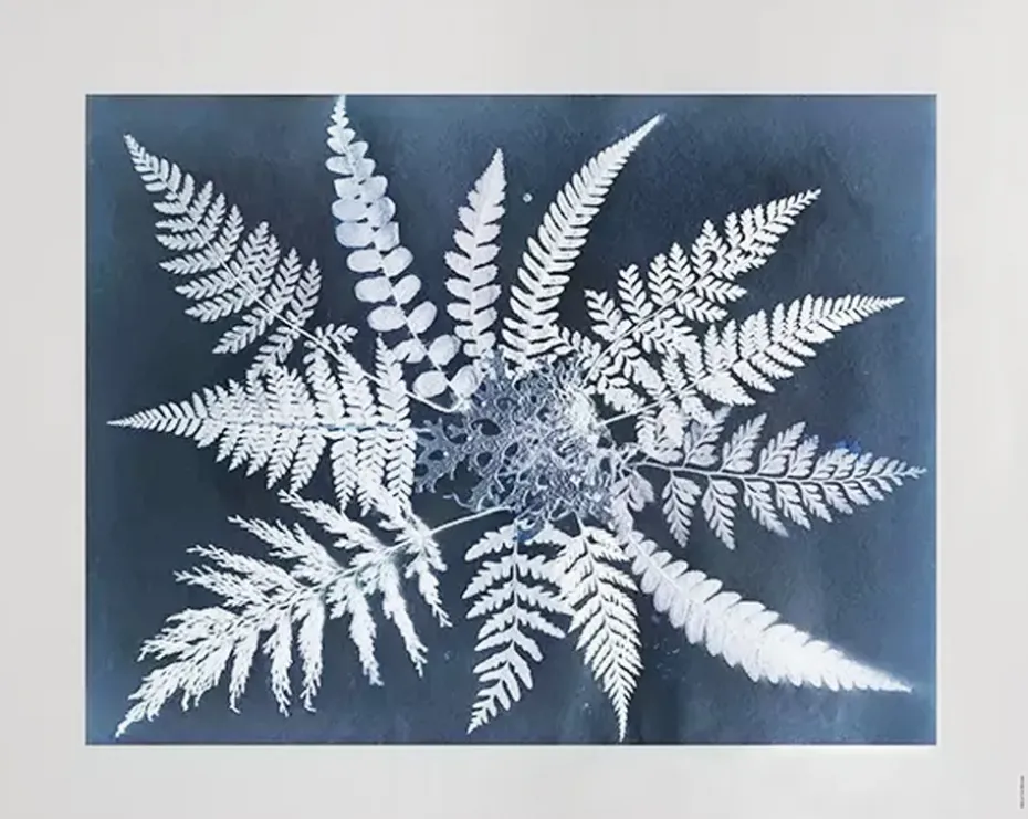 Fern star poster, 40x50 cm