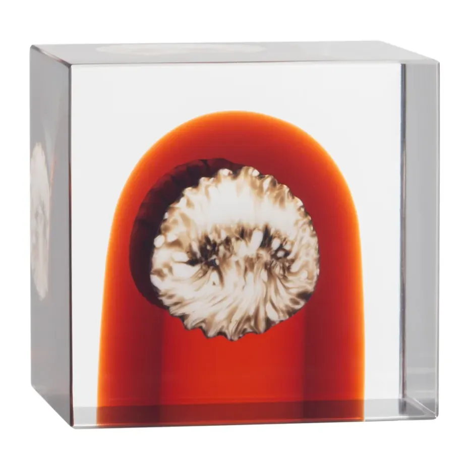 Iittala årskub, 2026