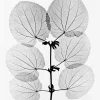 Katsura poster, 70x100 cm