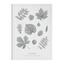 Lövträd blyerts poster, 50x70 cm