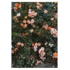 Rose poster, 70x100 cm