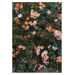 Rose poster, 70x100 cm