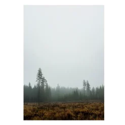 Skog poster, 70 x 100 cm