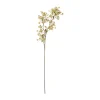 Stem vaxblomma, Vit