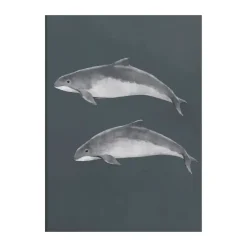Östersjötumlare poster, 50x70 cm