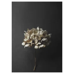 Still Life 04 Hydrangea poster, 50x70 cm