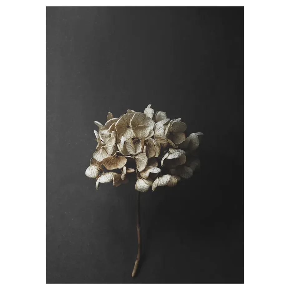 Still Life 04 Hydrangea poster, 30x40 cm