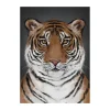 Tiger poster, 30x40 cm